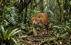 Parque Nacional do Iguaçu protege riquezas naturais e onças-pintadas na fronteira