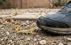 Perigo invisível: como identificar animais pequenos que oferecem riscos à saúde