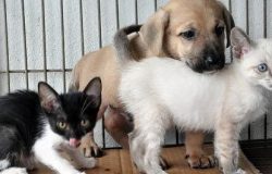 pet