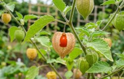 Physalis: conheça a fruta exótica que se destaca pelo formato de lanterna