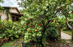Pitangueira florescendo fora de época: entenda os fatores climáticos e o manejo da planta
