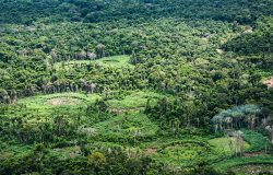 Plataforma pan-amazônica mapeia políticas públicas voltadas para bioeconomia