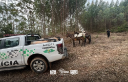 PM Ambiental apreende 400 palmitos-juçara em São Miguel Arcanjo