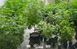 PM apreende 228 plantas semelhantes a maconha em estufas na zona sul de São Paulo