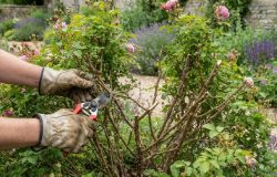Poda de desbaste: como abrir o centro da roseira e garantir uma floração vigorosa