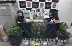 Policiais descobrem estufa de cannabis e apreendem mudas na zona leste de São Paulo