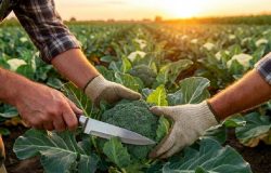 Ponto de colheita do brócolis: saiba como identificar o momento ideal para garantir sabor e textura