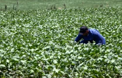 Produtores de Ribeirão Preto podem solicitar crédito emergencial após temporais