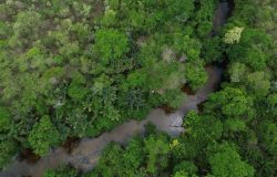 Projeto Restaura Biomas quer recuperar 600 mil hectares de vegetação nativa no Brasil