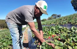 Protocolo de transição agroecológica orienta produtores rurais em São Paulo