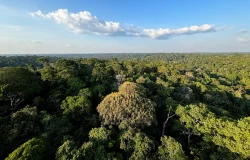 Queda no desmatamento da Amazônia e do Cerrado poupa atmosfera de emissões equivalentes às do Japão