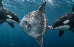 Registro inédito: orcas usam cabeçada para fragmentar peixe-lua e intrigam cientistas