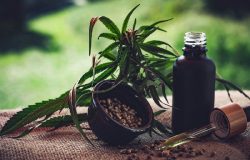 Regulamentação da cannabis medicinal no Brasil ainda gera incertezas para associações