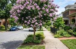Resedá se consolida como escolha ideal para arborização de calçadas e jardins
