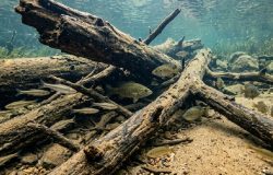 Restauração de habitat no rio Murray faz populações de peixes nativos dispararem