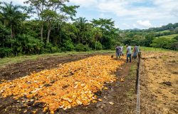 Restauração florestal: cascas de laranja revitalizam terreno degradado na Costa Rica