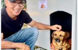 lei para cães de rua