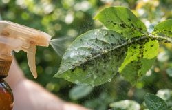 Sabão de coco nas plantas: guia completo para uso eficaz contra pulgões