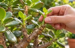 Técnica simples de beliscagem ajuda a controlar o crescimento da árvore de jade