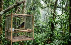 Tráfico de aves canoras: competições de canto levam espécies à beira da extinção na Ásia