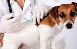vacinascachorro