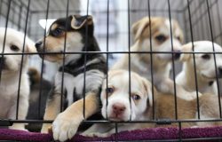 venda de animais