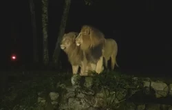 Zoológico de São Paulo