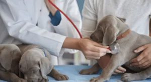 hospital veterinário
