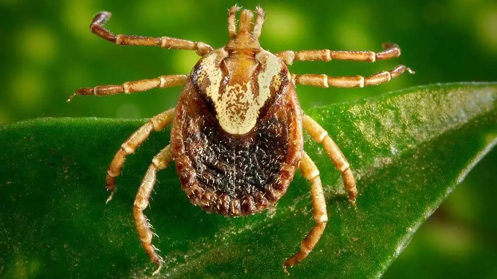 Febre maculosa