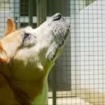 Segunda edição do Cuida Pet SP com serviços gratuitos para combater maus-tratos e abandono de animais