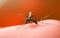 dengue